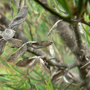 Hakea microcarpa, Brindabella Ranges, NSW/ACT