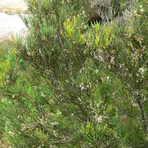 Hakea microcarpa, Brindabella Ranges, NSW/ACT