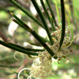 Hakea microcarpa