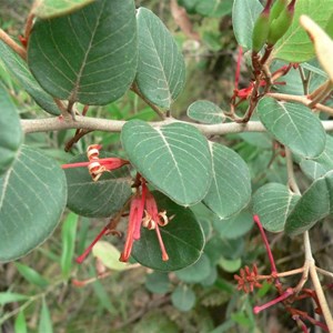 Grevillea victoriae