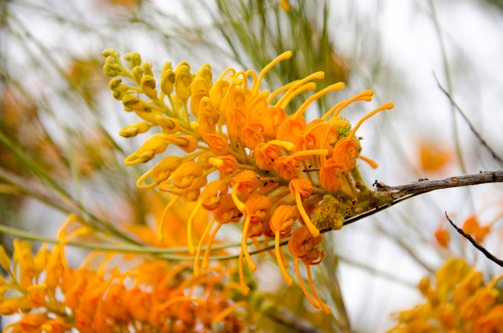 Grevillea Juncifolia Australian Native Plants Plants
