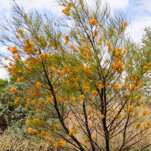 Grevillia juncifolia: 'Honeysuckle Spider Flower'