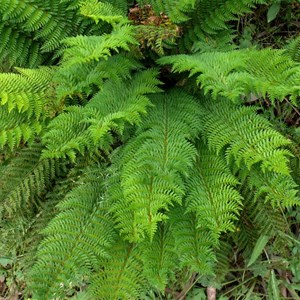 Mother Shield fern