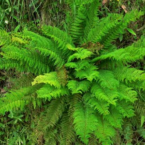 Mother Shield fern