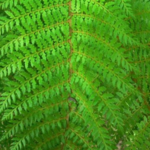 Leaf detail