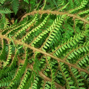 underside of leaf showing scales