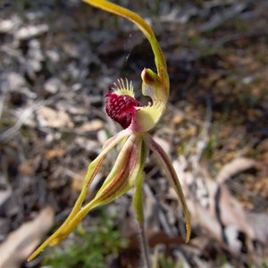 Clubbed Spider Orchid