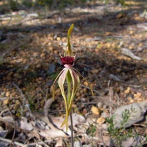 Clubbed Spider Orchid