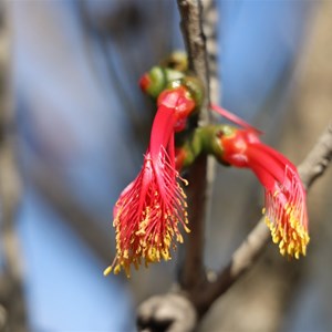 One sided bottlebrush