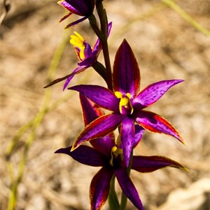 Queen of Sheba Orchid