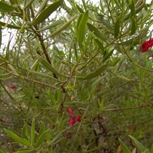 Eremophila decipiens 