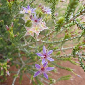 Unknown wildflower