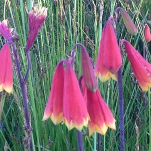 Blandfordia grandiflora, Christmas bells