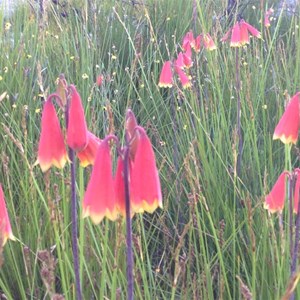 Blandfordia grandiflora, Christmas bells