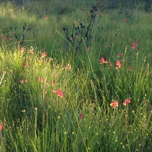 Blandfordia grandiflora, Christmas bells