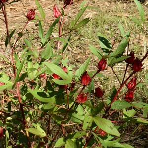 Rosella