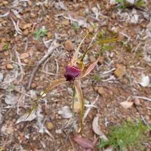 Karri Spider Orchid