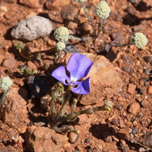 Little Lobelia