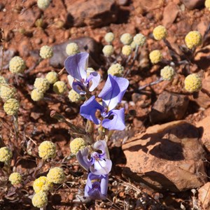 Lobelia winfridae