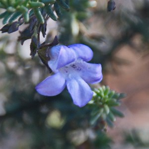 Eremophila