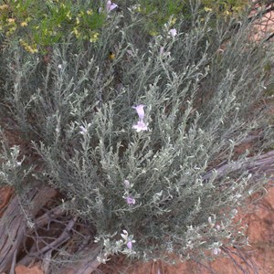 Eremophila