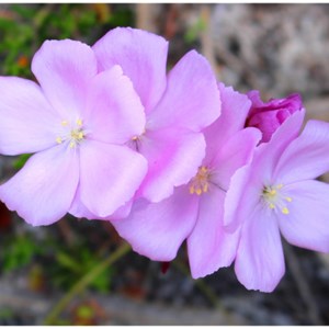 Pink Rainbow Sundew