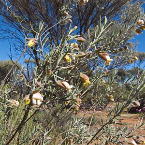 Eremophila eriocalyx - Desert pride