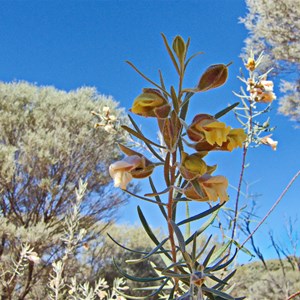 Eremophila eriocalyx - Desert Pride