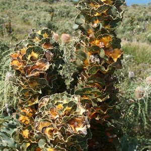 Royal Hakea