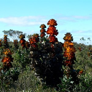 Royal Hakea, Fitzgerald River NP