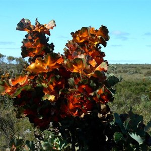 Royal Hakea, Fitzgerald River NP