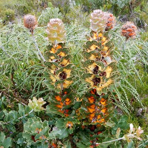 Royal hakea