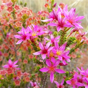 Desert Star Flower