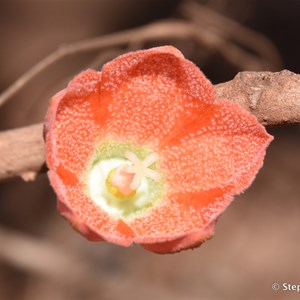 Red Flowered Kurrajong