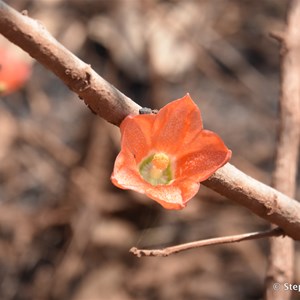 Red Flowered Kurrajong