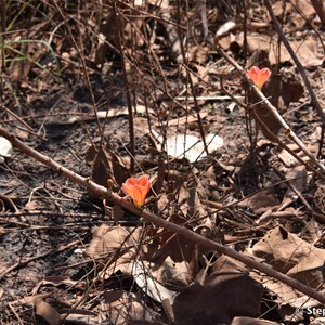 Red Flowered Kurrajong