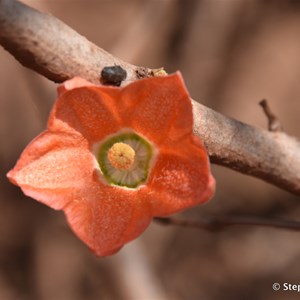 Red Flowered Kurrajong