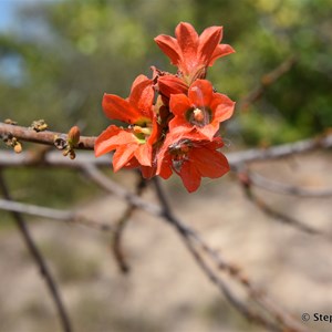 Red Flowered Kurrajong