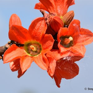 Red Flowered Kurrajong