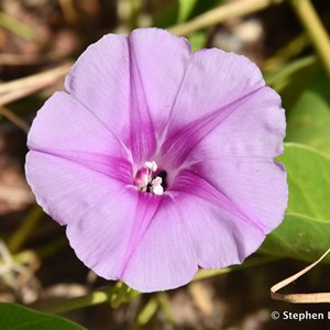 Beach Morning Glory, Goatsfoot