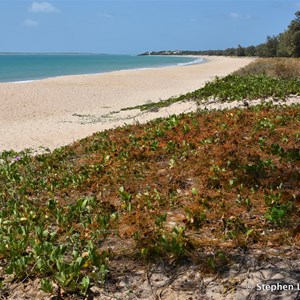 Beach Morning Glory, Goatsfoot