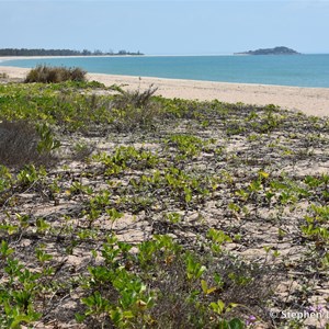 Beach Morning Glory, Goatsfoot