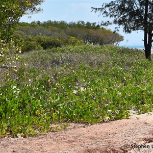 Beach Morning Glory, Goatsfoot