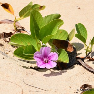 Beach Morning Glory, Goatsfoot