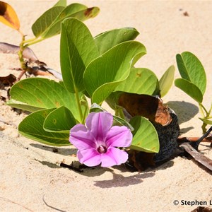 Beach Morning Glory, Goatsfoot