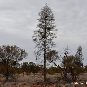 Christmas Tree Mulga