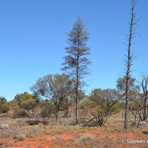 Christmas Tree Mulga