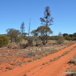 Christmas Tree Mulga