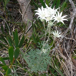 Flannel Flower