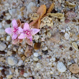 Koch's Pigface Gunniopsis kochii (Aizoaceae) 